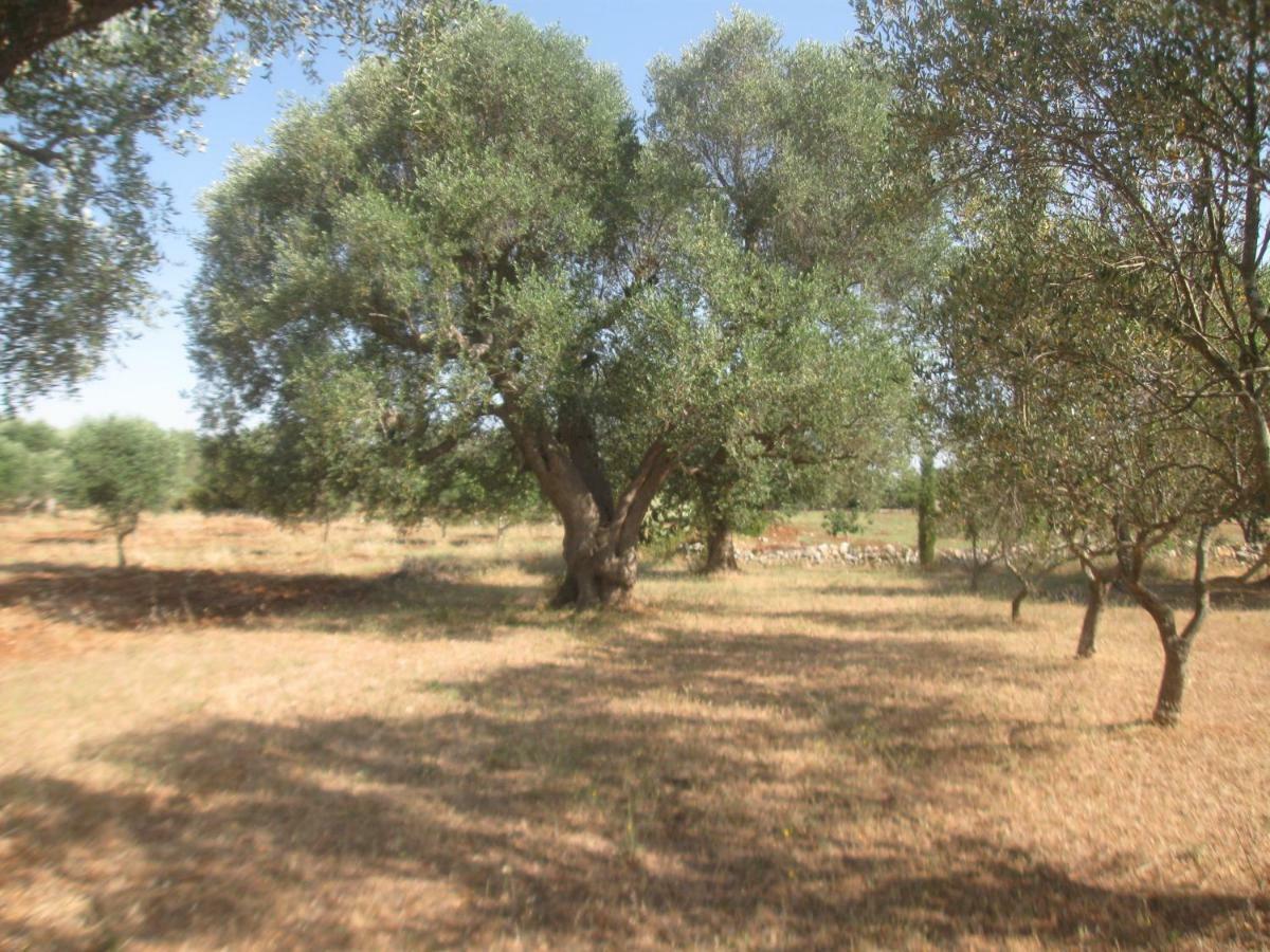 סן ויטו דיי נורמני Fenicepugliese מראה חיצוני תמונה